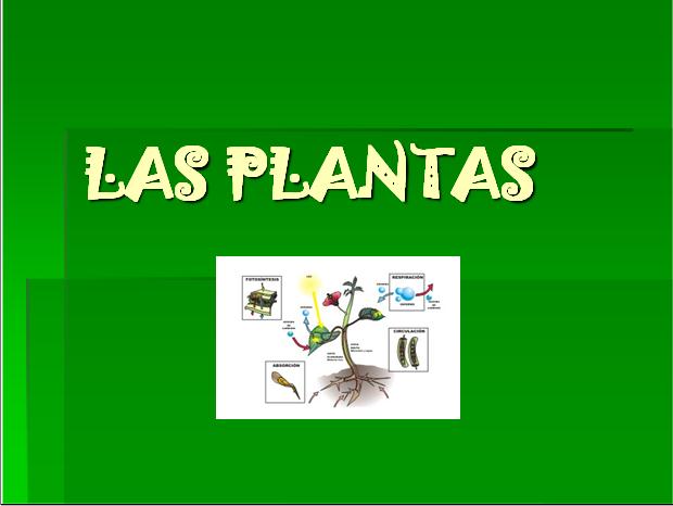 Las plantas | Recurso educativo 34256