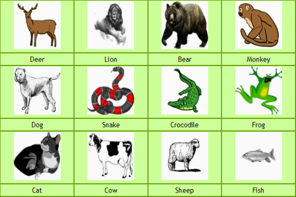 Animals | Recurso educativo 34565
