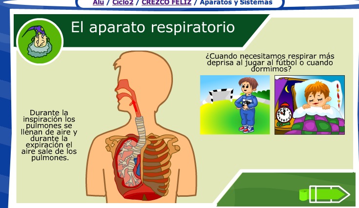 El aparato respiratorio | Recurso educativo 35660