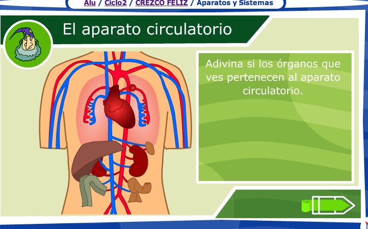 El aparato circulatorio | Recurso educativo 35661