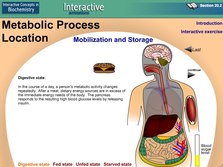 Video: Metabolic Process Location | Recurso educativo 39928