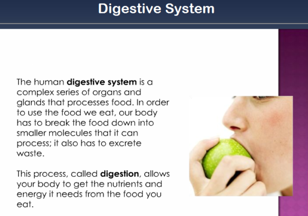 The digestive system | Recurso educativo 40388