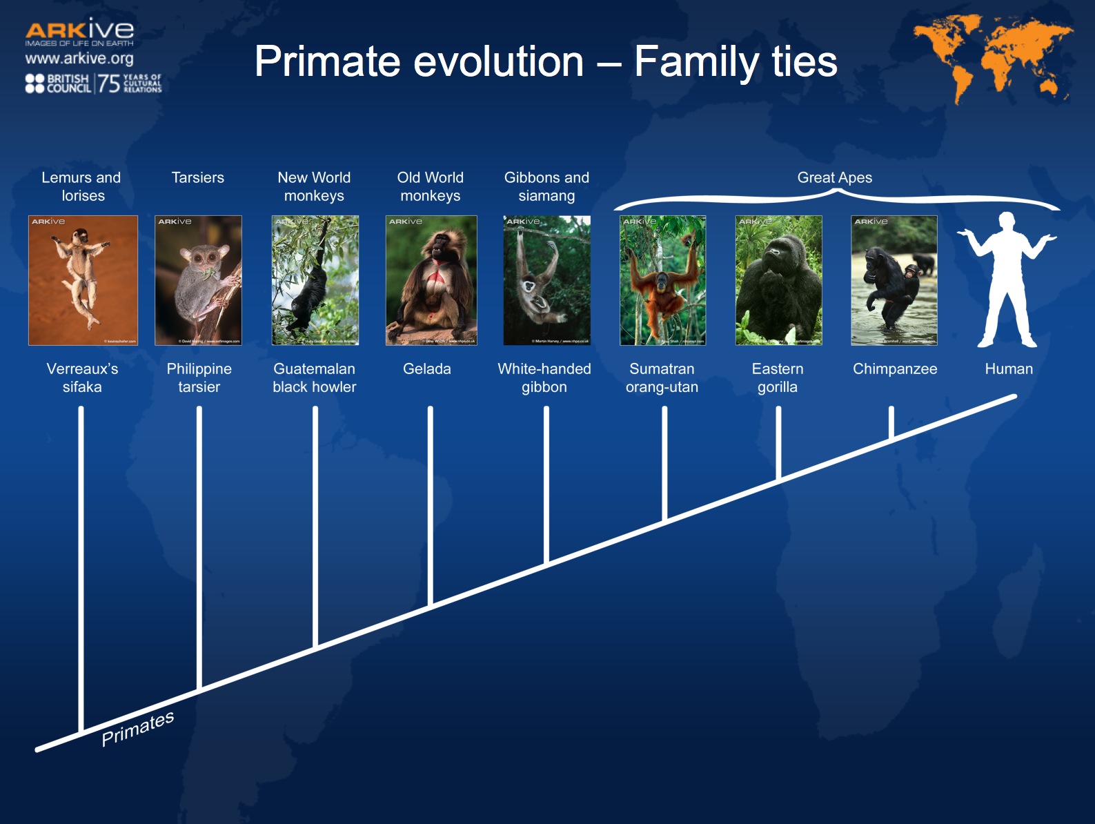Primate evolution, family ties | Recurso educativo 40712