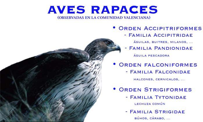 Página web: las aves rapaces de la Comunitat Valenciana | Recurso educativo 40829