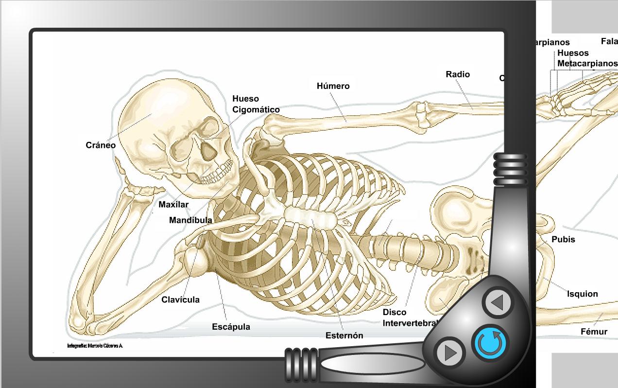 El Sistema Óseo | Recurso educativo 41363 - Tiching
