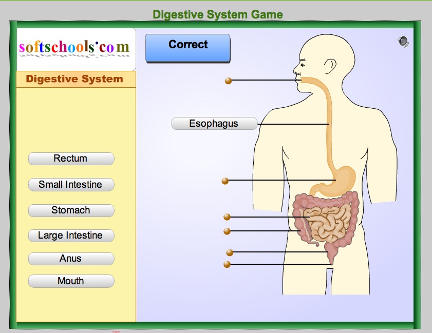 Digestive system game | Recurso educativo 41752