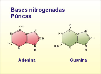 Los ácidos nucleicos | Recurso educativo 42007