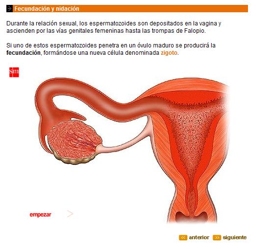 Fecundación y Embarazo | Recurso educativo 43371