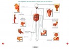 Láminas interactivas del Aparato digestivo | Recurso educativo 43388