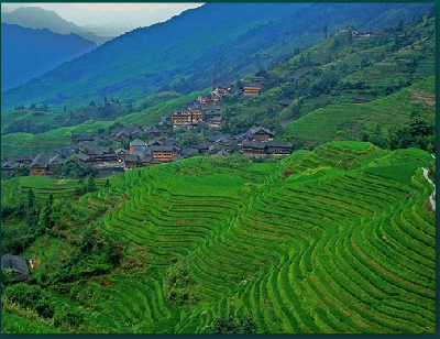 El cultivo de arroz de China | Recurso educativo 45327
