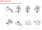Plants crossword | Recurso educativo 45623