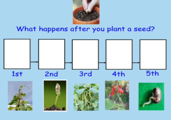 Plants | Recurso educativo 46053