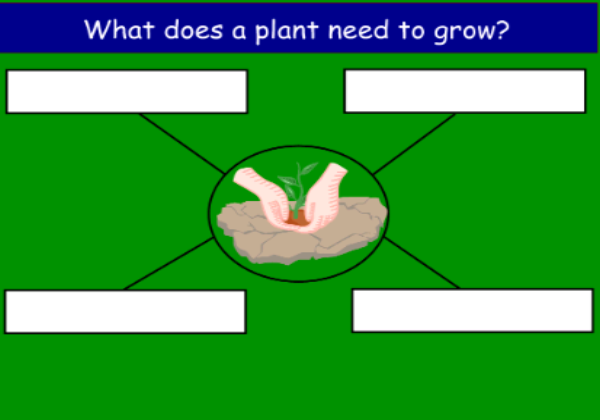 Plant needs | Recurso educativo 46399