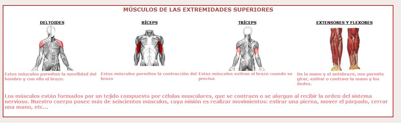 Músculos de las extremidades superiores | Recurso educativo 46660