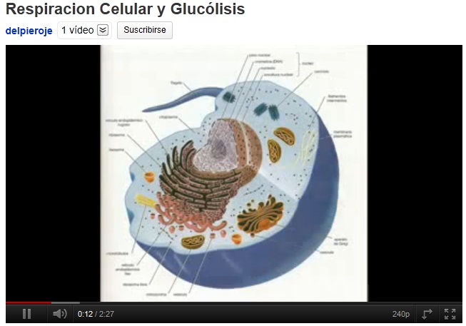 Respiració cel·lular i glicòlisi | Recurso educativo 47283