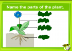 Plant parts | Recurso educativo 47351