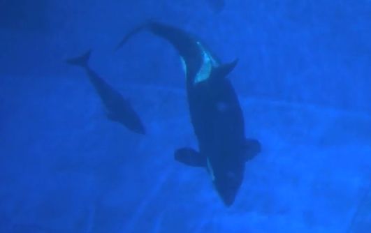 Baby killer whale born at SeaWorld Orlando | Recurso educativo 47553