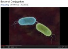 Conjugació bacteriana | Recurso educativo 47717