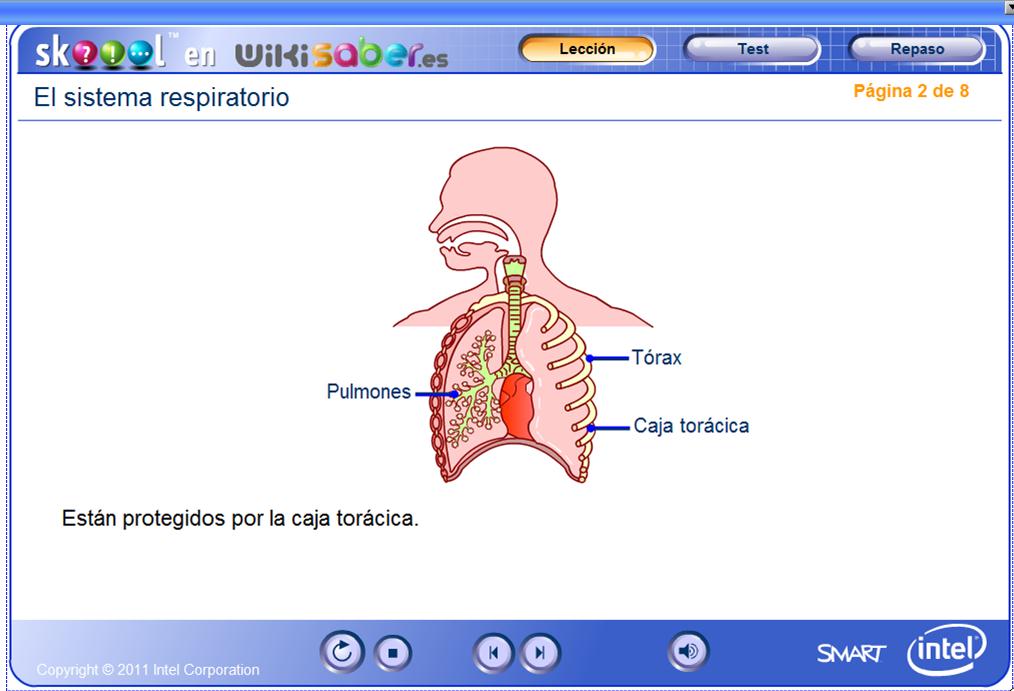 El sistema respiratorio | Recurso educativo 47731