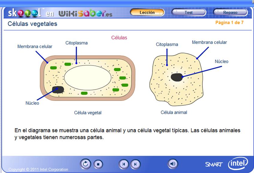 Células vegetales | Recurso educativo 47932