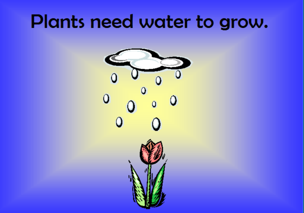 Plants growth | Recurso educativo 48272