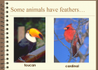 Animal diversity | Recurso educativo 48357