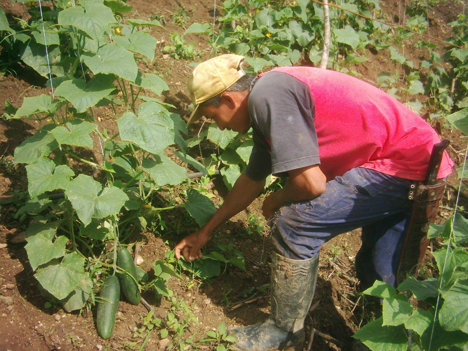 Fotografía- Campesina | Recurso educativo 48483