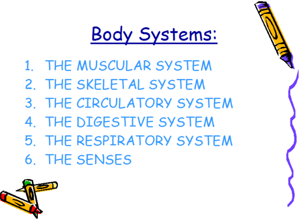 The human body | Recurso educativo 49137