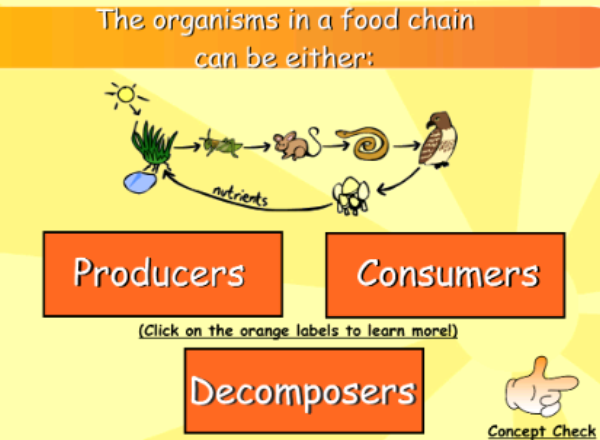 Food chains | Recurso educativo 49979