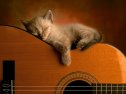 Gato y guitarra | Recurso educativo 51341