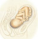 Las sensaciones del embrión | Recurso educativo 52695