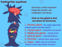 Endocrine system | Recurso educativo 52746