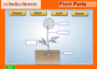 Plant parts | Recurso educativo 53065
