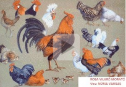 El gall, la gallina i el pollet | Recurso educativo 54354