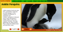 Adelie penguins facts | Recurso educativo 56209