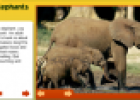 African elephants facts | Recurso educativo 56252