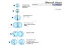 Quiz: Stages of mitosis | Recurso educativo 59869