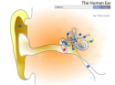 Quiz: The human ear | Recurso educativo 59871