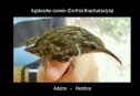 Sociedad Española de Ornitología: El sonido de los pájaros | Recurso educativo 59889