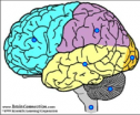 Quiz: Brain areas | Recurso educativo 60315