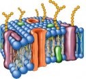 La membrana plasmática | Recurso educativo 61687