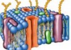 La membrana plasmática | Recurso educativo 61687