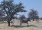 Vídeo: imatges d'un grup de zebres | Recurso educativo 11319