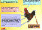 Interactivo: las aves | Recurso educativo 12387