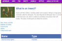 Insects | Recurso educativo 13403