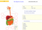 The Digestive System | Recurso educativo 14176