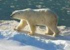 Fotografía: imaxe dun oso polar | Recurso educativo 15561