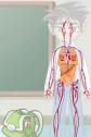 L`aparell circulatori humà | Recurso educativo 1577