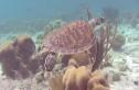 Vídeo: a tartaruga mariña | Recurso educativo 17071