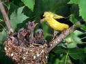 Fotografía: imagen de unos pájaros en su nido | Recurso educativo 17297